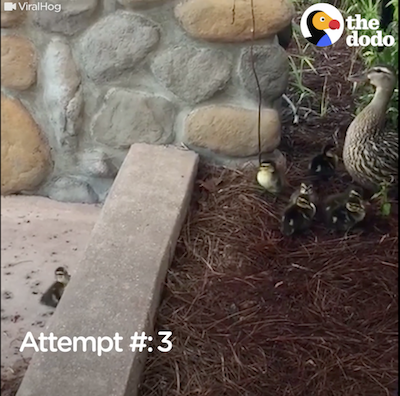 The Dodo Video