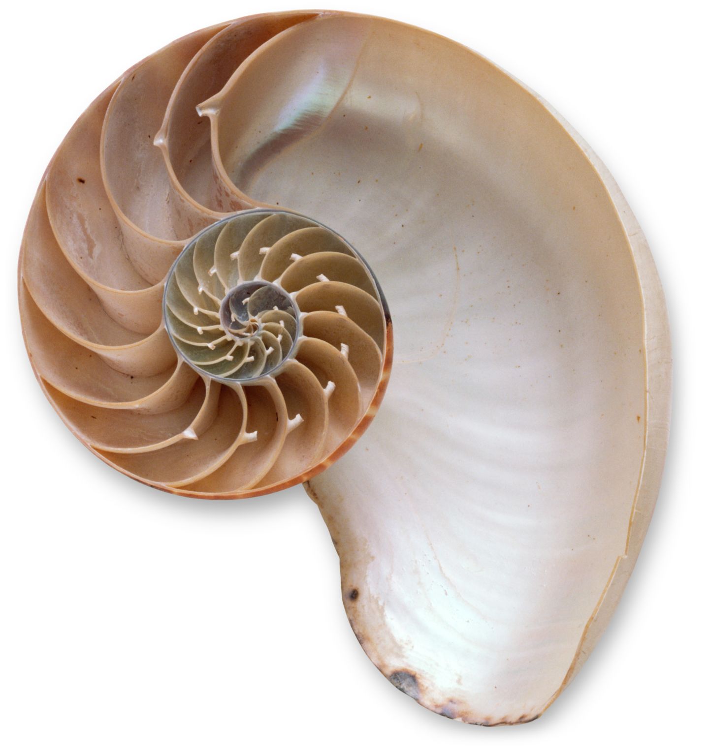 Shell